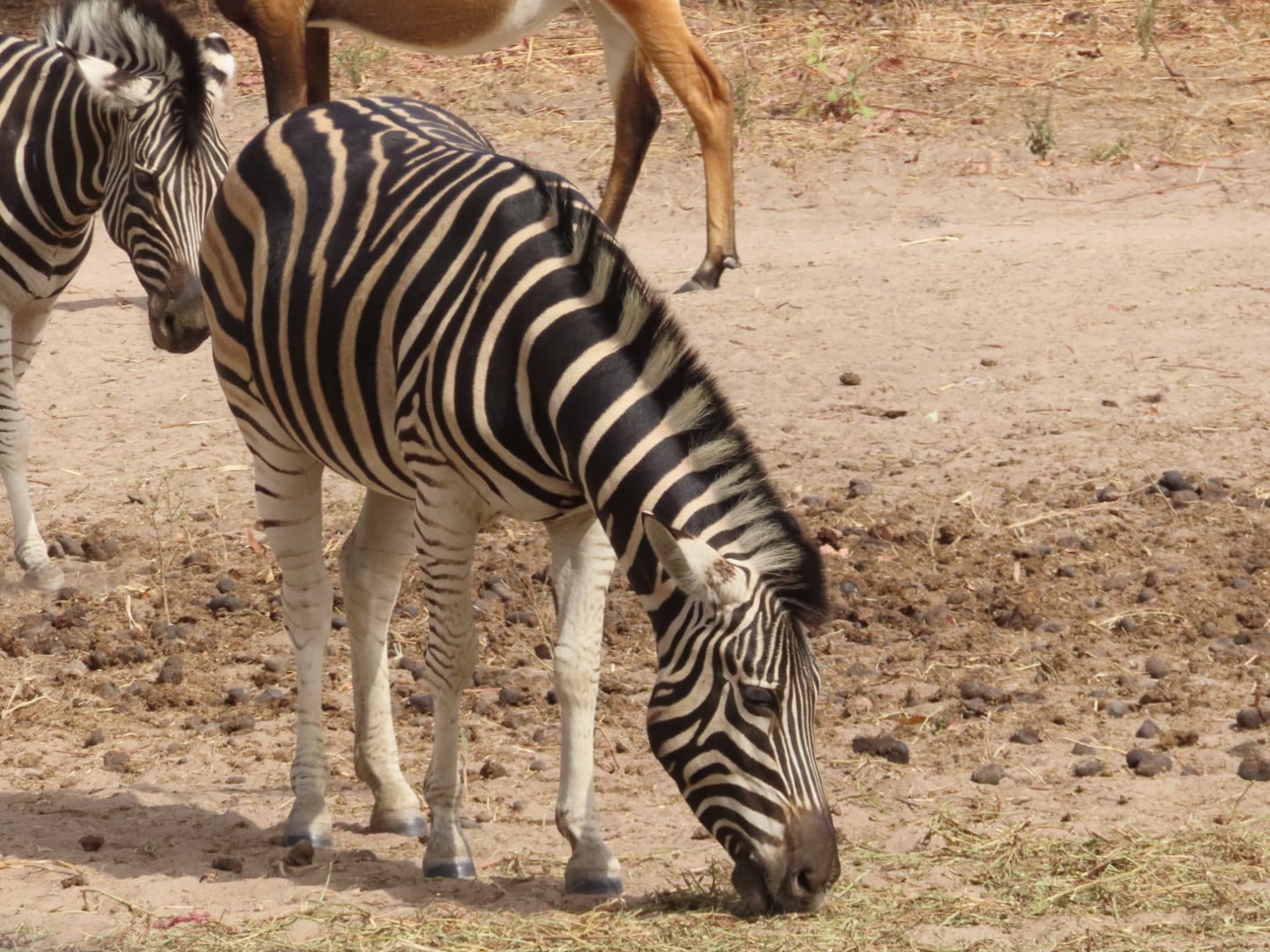 Op safari in Senegal 
